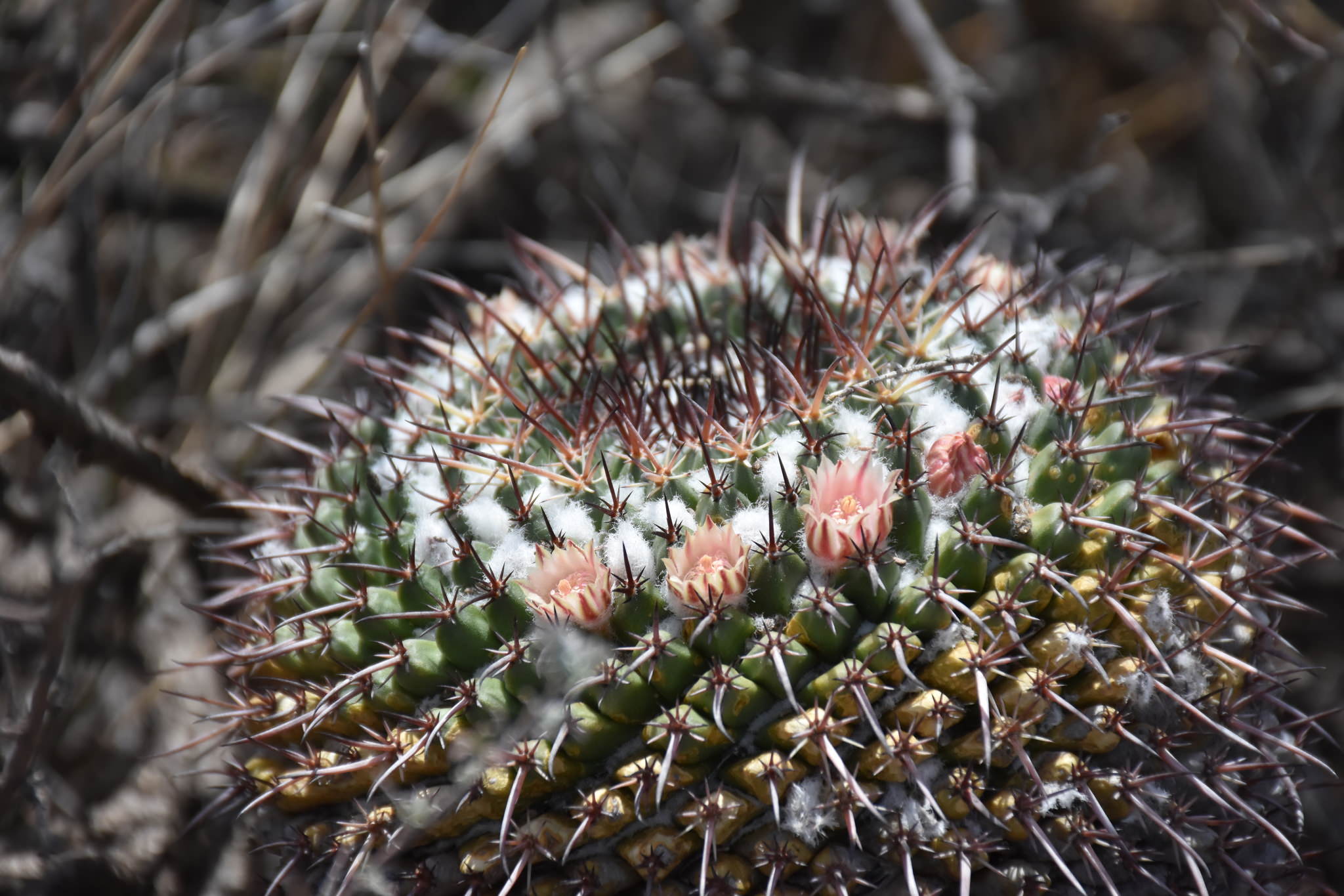 Mammillaria gigantea